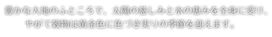 豊かな大地のふところで、太陽の慈しみと水の恵みを全身に受け、やがて穀物は黄金色に色づき実りの季節を迎えます。